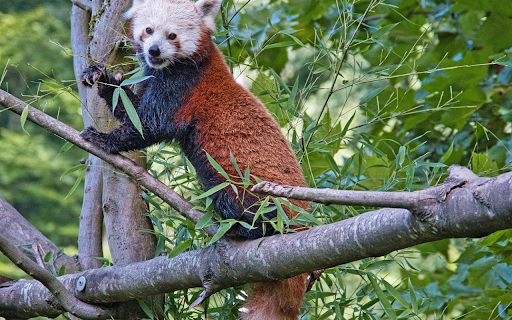 Red panda eats leaves  from Chrome web store to be run with OffiDocs Chromium online