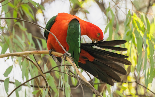 Red parrot  from Chrome web store to be run with OffiDocs Chromium online