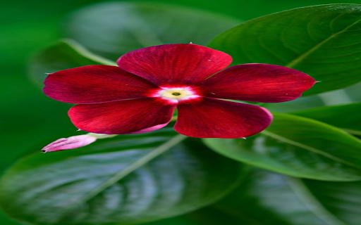 Red Periwinkle Wallpaper  from Chrome web store to be run with OffiDocs Chromium online