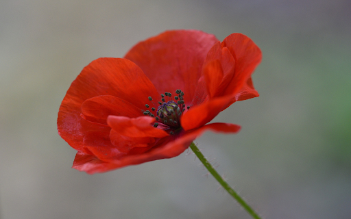 Red petaled flower  from Chrome web store to be run with OffiDocs Chromium online