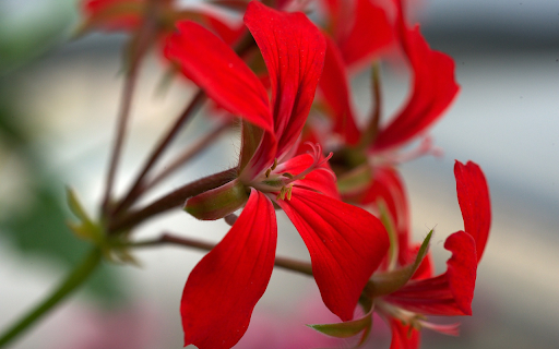 Red Petals  from Chrome web store to be run with OffiDocs Chromium online