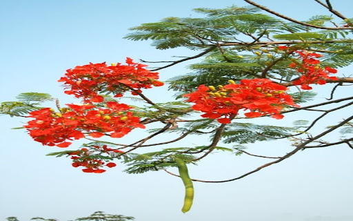 red phoenix flower wallpaper  from Chrome web store to be run with OffiDocs Chromium online