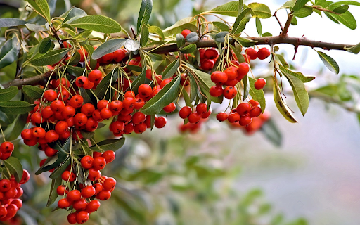 Red plum tree  from Chrome web store to be run with OffiDocs Chromium online