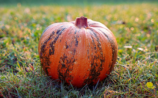 Red pumpkin with green stripes  from Chrome web store to be run with OffiDocs Chromium online