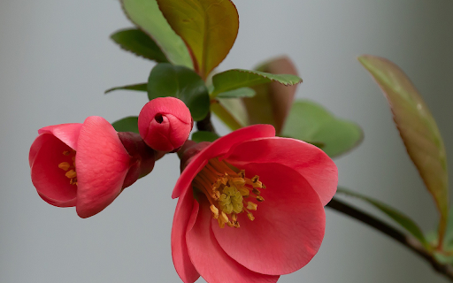 Red rose branch  from Chrome web store to be run with OffiDocs Chromium online