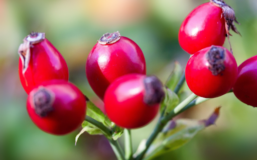 Red rose fruit  from Chrome web store to be run with OffiDocs Chromium online