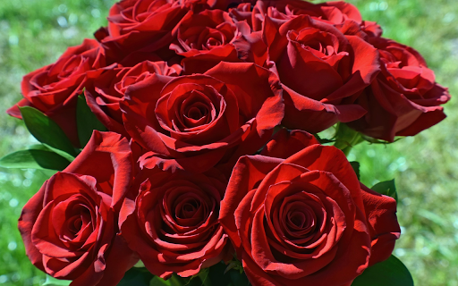 Red roses  from Chrome web store to be run with OffiDocs Chromium online