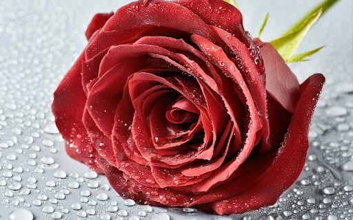 Red roses and water drops  from Chrome web store to be run with OffiDocs Chromium online