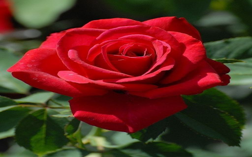 Red rose wallpaper  from Chrome web store to be run with OffiDocs Chromium online