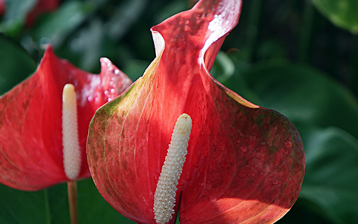 Red single petal flower from Chrome web store to be run with OffiDocs Chromium online Red single petal flower from Chrome web store to be run with OffiDocs Chromium online