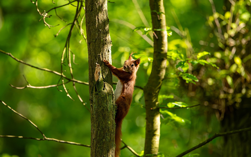 Red Squirrel Climbing Tree  from Chrome web store to be run with OffiDocs Chromium online
