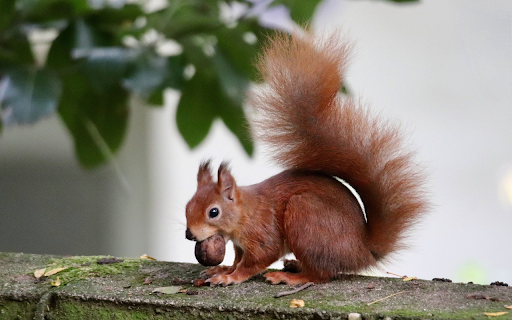 Red squirrel eats nuts  from Chrome web store to be run with OffiDocs Chromium online