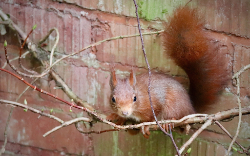 Red Squirrel on the Red Wall  from Chrome web store to be run with OffiDocs Chromium online