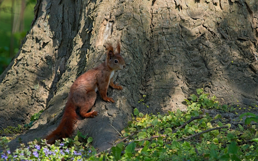 Red Squirrel Under the Big Tree  from Chrome web store to be run with OffiDocs Chromium online