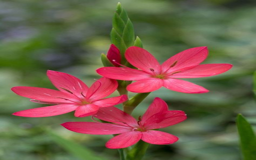 Red star lily wallpaper  from Chrome web store to be run with OffiDocs Chromium online