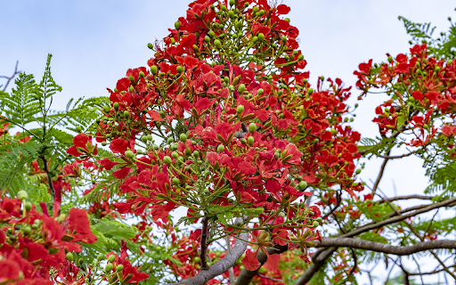 red summer from Chrome web store to be run with OffiDocs Chromium online red summer from Chrome web store to be run with OffiDocs Chromium online