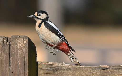 Red tailed Bird  from Chrome web store to be run with OffiDocs Chromium online