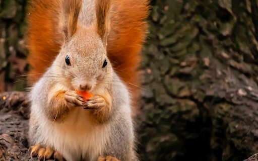 Red tailed squirrel  from Chrome web store to be run with OffiDocs Chromium online