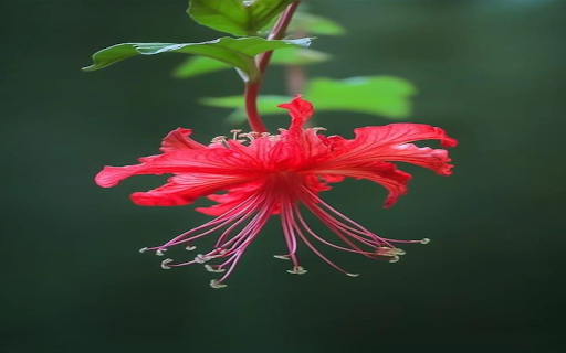 Red Tassel Hibiscus Wallpaper  from Chrome web store to be run with OffiDocs Chromium online