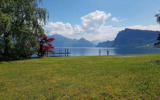 Red tree by the lake  from Chrome web store to be run with OffiDocs Chromium online
