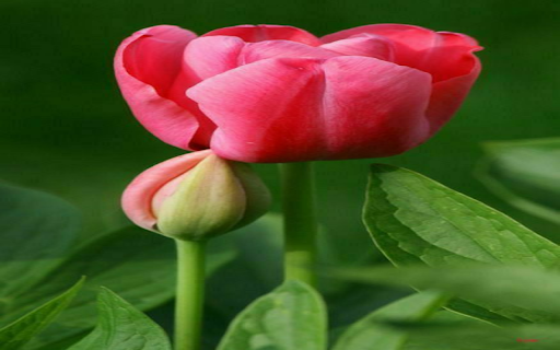 Red Tulip Wallpaper  from Chrome web store to be run with OffiDocs Chromium online