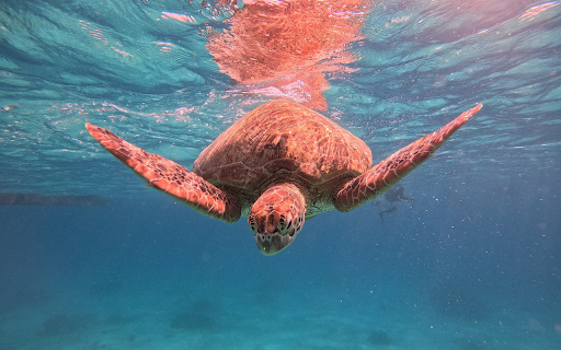 Red Turtle  from Chrome web store to be run with OffiDocs Chromium online