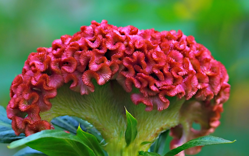 Red velvet cockscomb flower  from Chrome web store to be run with OffiDocs Chromium online