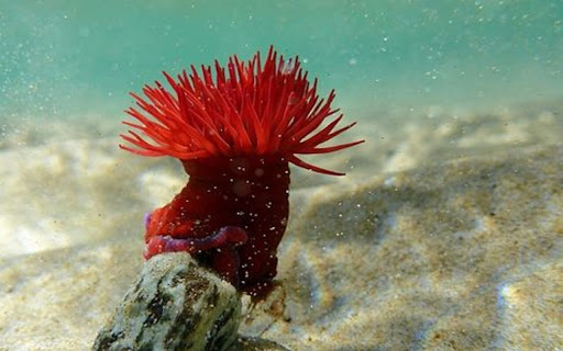 red wild sunflower wallpaper  from Chrome web store to be run with OffiDocs Chromium online