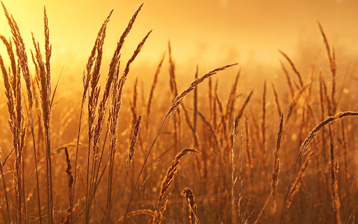 Reed field  from Chrome web store to be run with OffiDocs Chromium online