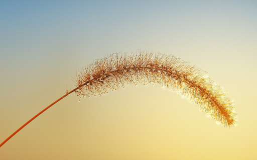 Reed flower  from Chrome web store to be run with OffiDocs Chromium online