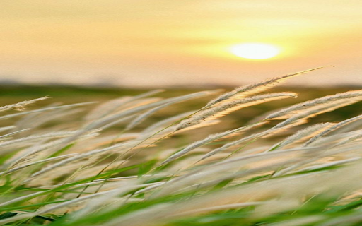 Reed flower wallpaper  from Chrome web store to be run with OffiDocs Chromium online