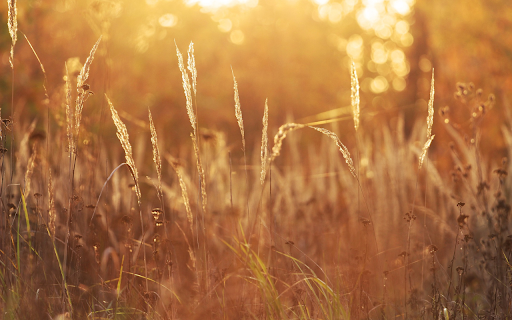 Reed grows  from Chrome web store to be run with OffiDocs Chromium online