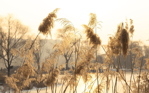 Reeds hang down by the river  from Chrome web store to be run with OffiDocs Chromium online