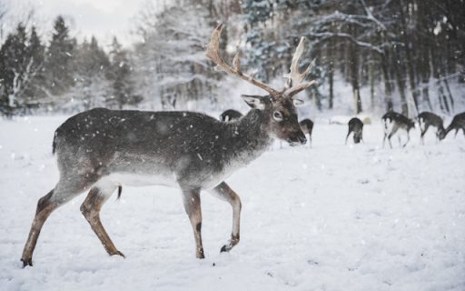 Reindeer  from Chrome web store to be run with OffiDocs Chromium online