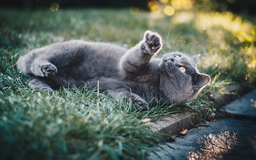 Relaxing Cat Theme  from Chrome web store to be run with OffiDocs Chromium online