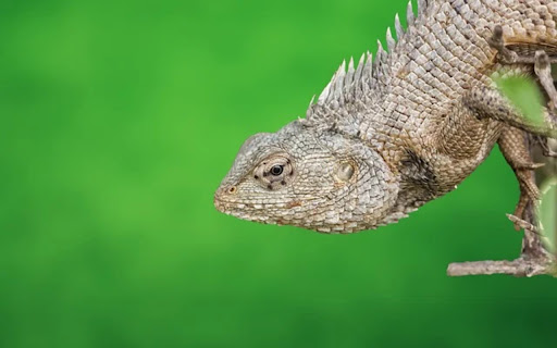 REPTILES Theme  from Chrome web store to be run with OffiDocs Chromium online