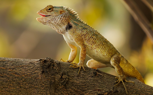 Reptile with sharp scales  from Chrome web store to be run with OffiDocs Chromium online