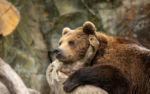 Resting Brown Bear  from Chrome web store to be run with OffiDocs Chromium online