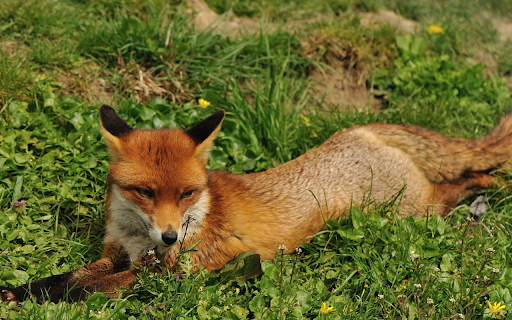 Resting Red Fox  from Chrome web store to be run with OffiDocs Chromium online