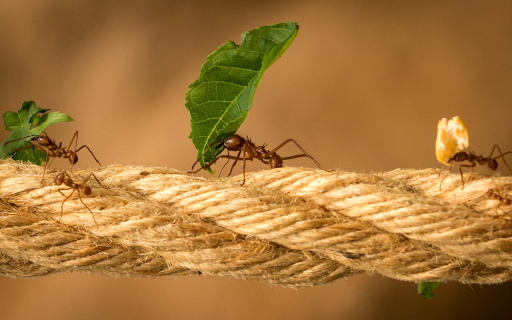 Retriever ants  from Chrome web store to be run with OffiDocs Chromium online