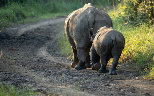 Rhino Bond from Chrome web store to be run with OffiDocs Chromium online Rhino Bond from Chrome web store to be run with OffiDocs Chromium online