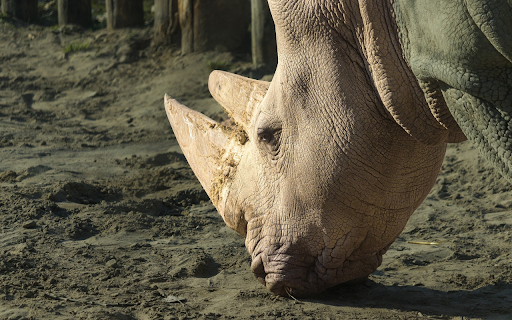 Rhinoceros and the Big Horn  from Chrome web store to be run with OffiDocs Chromium online