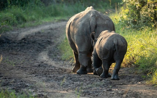 RHINO Theme  from Chrome web store to be run with OffiDocs Chromium online
