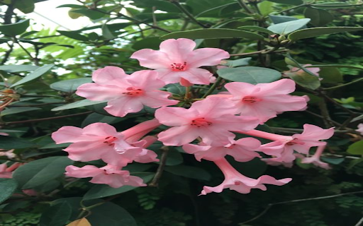 Rhododendron Wallpaper  from Chrome web store to be run with OffiDocs Chromium online