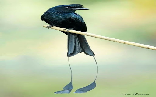 ribbon tailed bird of paradise wallpaper  from Chrome web store to be run with OffiDocs Chromium online