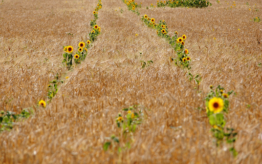 Rice and flowers  from Chrome web store to be run with OffiDocs Chromium online