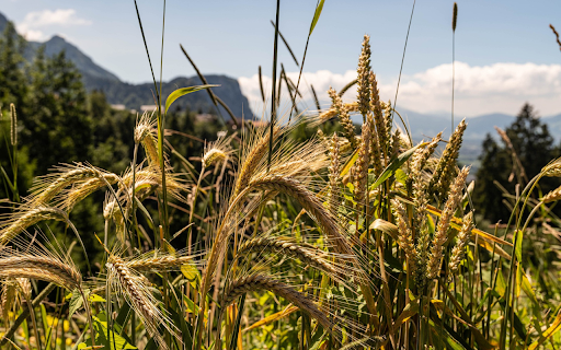 Rice ears and beard  from Chrome web store to be run with OffiDocs Chromium online