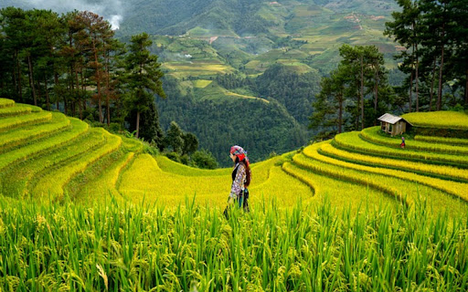 RICE FIELD THEME  from Chrome web store to be run with OffiDocs Chromium online