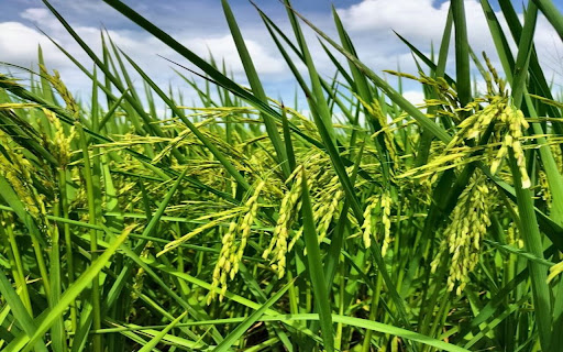 rice field wallpaper  from Chrome web store to be run with OffiDocs Chromium online