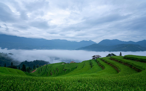 Rice on the field  from Chrome web store to be run with OffiDocs Chromium online